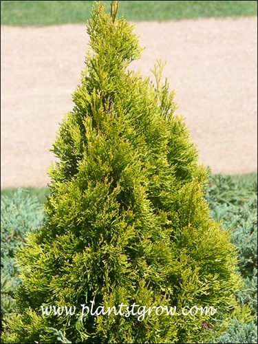 There is not of information available for this plant.
